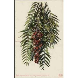  Reprint Unknown CA   California Pepper Tree Blossoms and 
