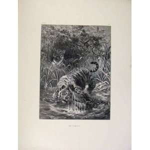  Tiger Struggling From Crocodile Mouth C1875 Old Print 