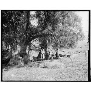  Cypresses at Canoas