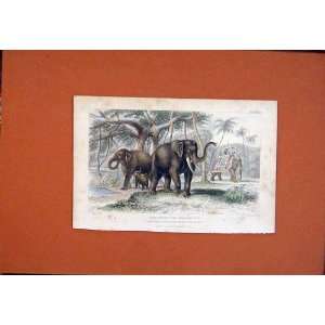  Elephant Asian Caparisones Youn Male Female Hand Color 