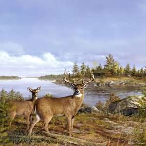   Deer Elk Moose: Lakeside Deer 12 x 12 Paper: Sports & Outdoors