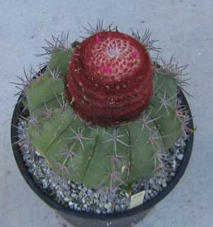 Melocactus with Huge Red Cephalium LG 10  