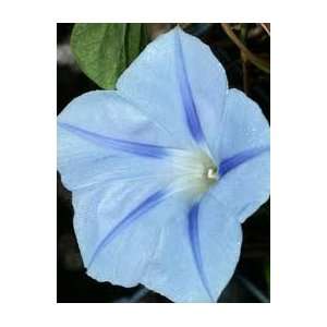   Bright Blue Star Seeds 30+ By Hinterland Trading Patio, Lawn & Garden