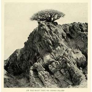  1923 Print Elephant Tree Isla de Cedros Island Mexico 