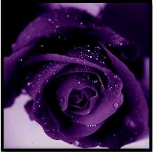 Magnet Purple Rose With Water Droplets  
