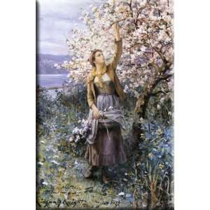 Gathering Apple Blossoms 20x30 Streched Canvas Art by Knight, Daniel 