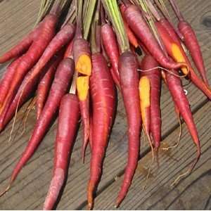  Carrot Cosmic Purple Seeds 175 Seeds: Patio, Lawn & Garden