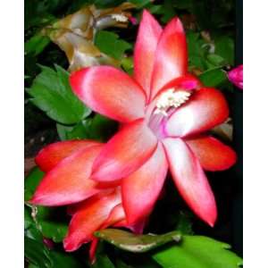  Christmas Cactus Plant Red Variety Patio, Lawn & Garden