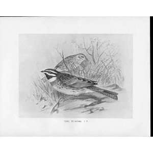  Birds Frohawk Drawings Antique Print Cirl Bunting