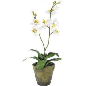 White Orchid In Clay Pot Patio, Lawn & Garden