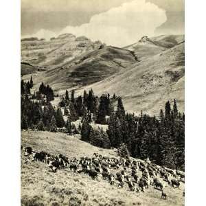 1935 Print Charles Belden Ranch Pitchfork Wyoming Rancher Herd Phelps 