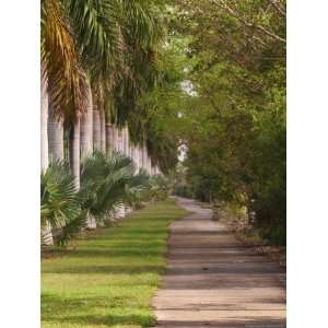 Sidewalk Lined with Palm Trees, Miami, Florida, USA Photographic 