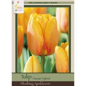  Tulip Darwin Hybrid Blushing Apeldoorn Patio, Lawn 