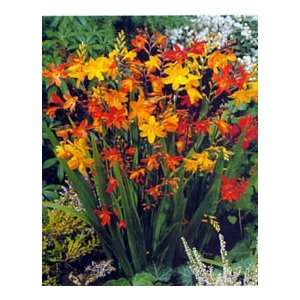   Color Montbretia Crocosmia Flower Bulbs/Corms: Patio, Lawn & Garden
