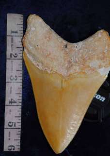 Cuba cuban megalodon carcharodon fossil giant shark teeth tooth 5 3/4 