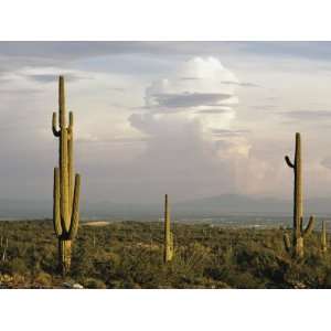  Desert Scene with Saguaro Cacti Near Tucson Stretched 