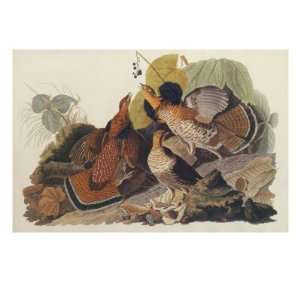 Ruffed Grouse Giclee Poster Print by John James Audubon, 24x32  