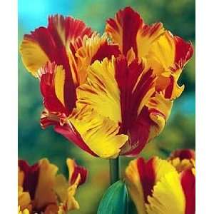  Parrot Tulip 10 Bulbs   EXOTIC CLEARANCE SALE Patio, Lawn & Garden