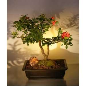   Bonsai Tree pyracantha mohave  Grocery & Gourmet Food