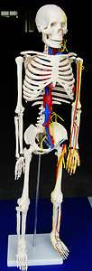 Model Anatomy Professional Medical Skeleton Nerves Blood Vessels 34 