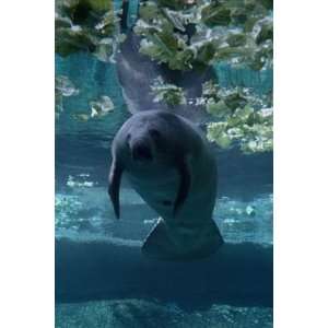   inch Mammal Canvas Art Manatee in the Lowry Park Zoo: Home & Kitchen