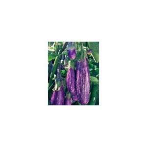  Eggplant Fairy Tale Hybrid Seeds Patio, Lawn & Garden