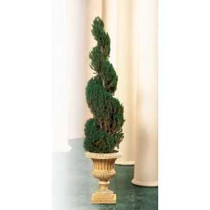   70 inch high Spiral Topiary (including 10 high pot)