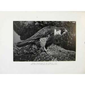  Old Antique Print Tiercel Staring At Starving Young