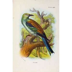  Antique Print Birds Roller By Sharpe Lloyds History