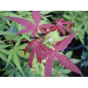 Japanese Red Maple Tree: Patio, Lawn & Garden