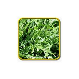  1 Oz Herb Seeds   Roquette Arugula Bulk Herb Seeds 
