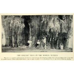  1931 Print Worlds Largest Tree Cypress Tule Oaxaca Mexico 
