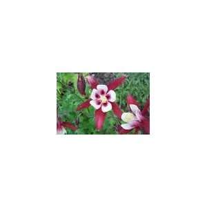  Red Columbine Flower Seeds: Patio, Lawn & Garden