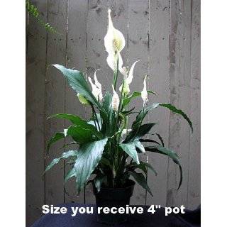Peace Lily Plant   Spathyphyllium   Great House Plant   4 Pot