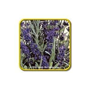  1/4 Lb   Vera Lavender   Bulk Herb Seeds Patio, Lawn & Garden