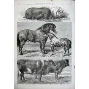  1862 Cow Pig Horses Battersea Agricultural Show Prize 