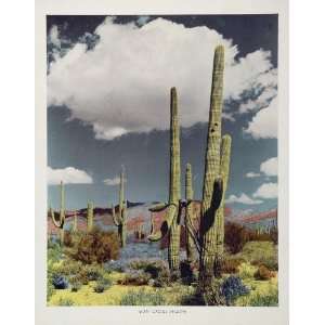  1943 Giant Cactus Saguaro Desert Arizona Color Print 