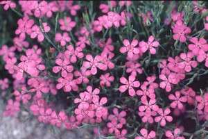 MAIDEN PINKS~Seed~~~~You Cant Kill These  