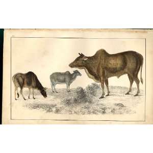  Zebu H/C 1855 Old Prints Natural History Ccows