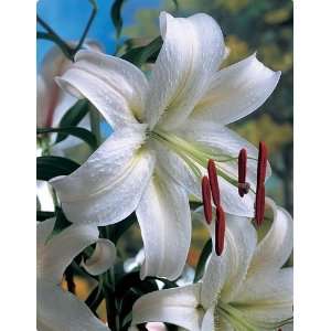  Oriental Lily Casa Blanca Patio, Lawn & Garden