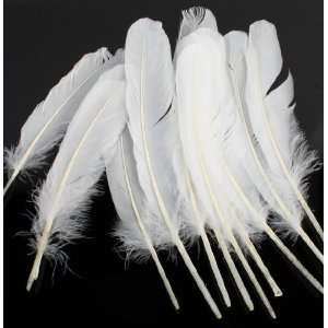  All White Real Feathers Ranging From 5 1/2 to 8 1/2 Long 