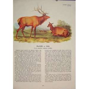  Wapiti Elk Buck Animal Color Quadruped Audubon Print