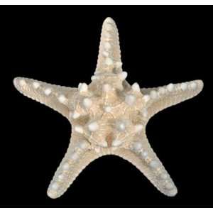  LOT of 10 Knobby Starfish Wedding Decor 6 8 Inch 