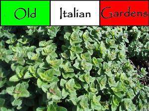 500 Oregano Seeds only 1.00 Essential Italian Herb  