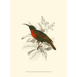  Jardine Hummingbird III by Sir William Jardine 10x13