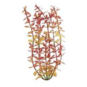 Tetra Water Wonders Red Ludwigia Plant 18in:  Pet Supplies