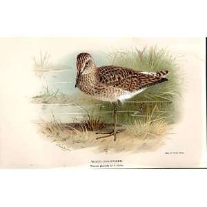  Wood Sandpiper Lilfords Birds 1885 97 By A Thorburn
