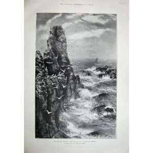  1899 Seagulls Birds Rocks Sea Stacks Alexander Mortimer 