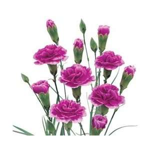  Purple   Mini Carnations   160 stems Arts, Crafts 
