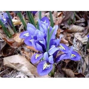    20 Harmony Iris Reticulata Flower Bulbs: Patio, Lawn & Garden